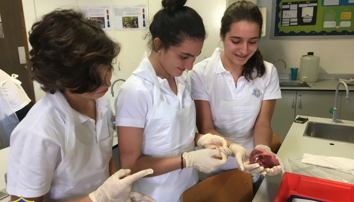 Year 5 -  heart dissections 